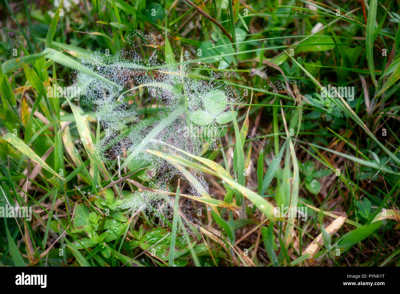 Spider net in erba con rugiada, dropplets close up, mattina meadov Foto Stock