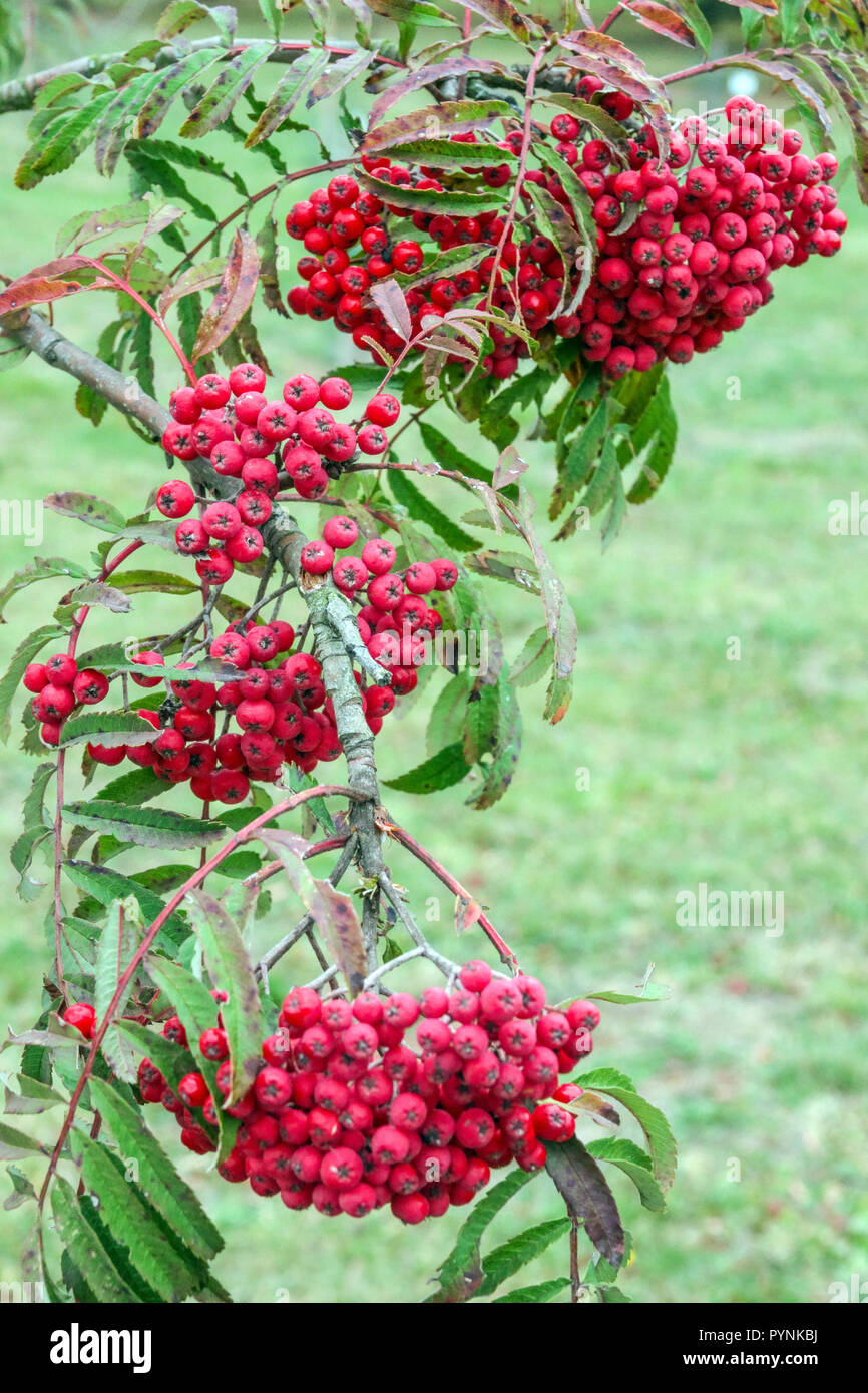 Rowan, Monte Ceneri, Sorbus "pizzo cinese' Albero, autunno bacche rosse Foto Stock