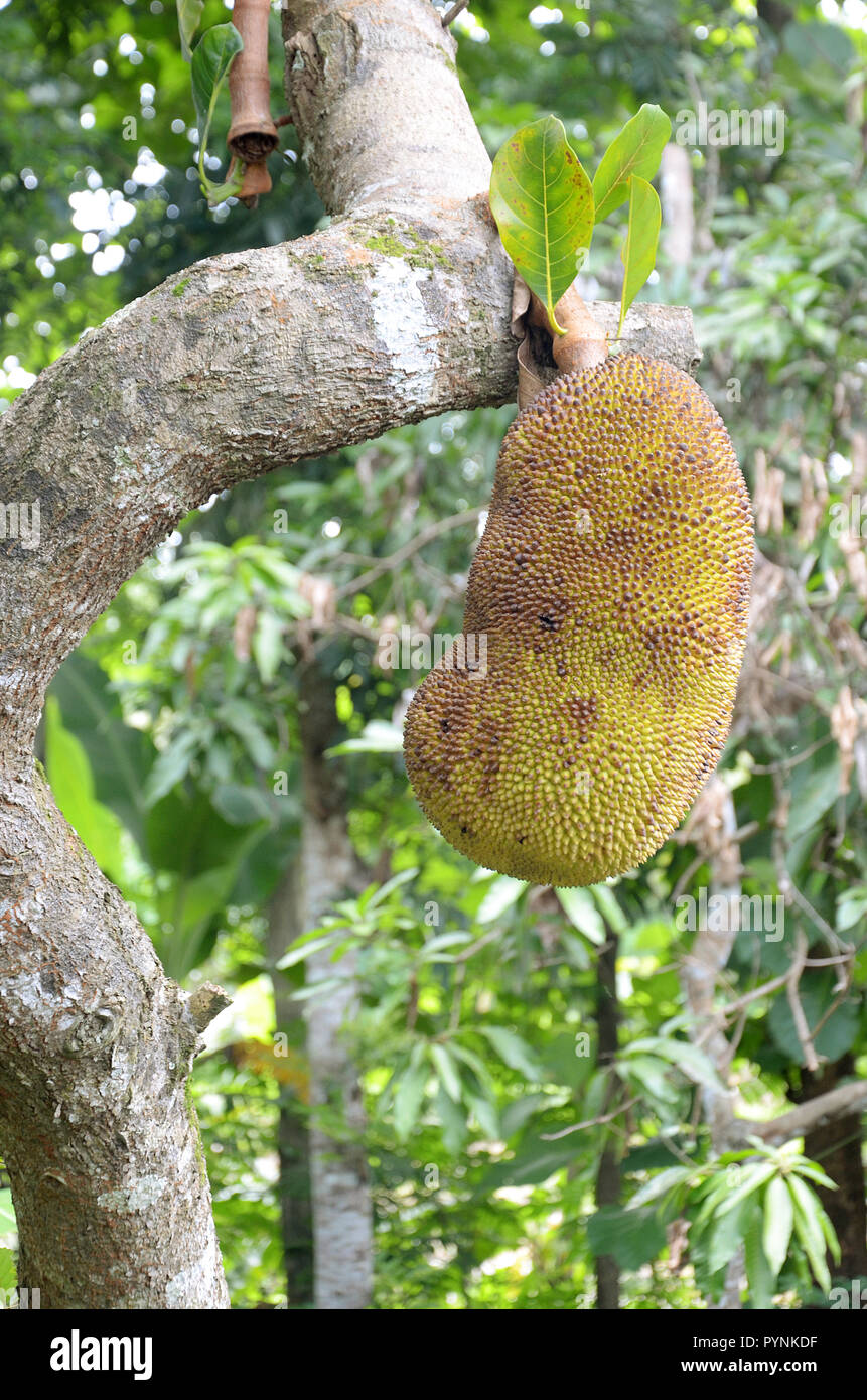 Jackfruit nella struttura ad albero Foto Stock