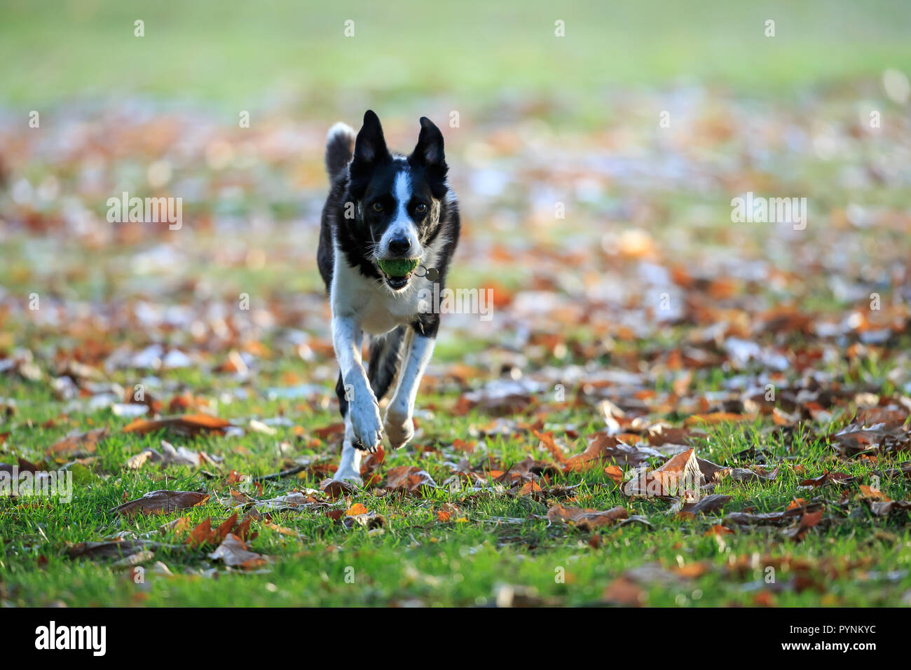 Il Border Collie è un lavoro e di pastorizia cane razza sviluppata nell'Associazione anglo-scozzese nella zona di confine per radunare il bestiame, soprattutto pecore. Foto Stock