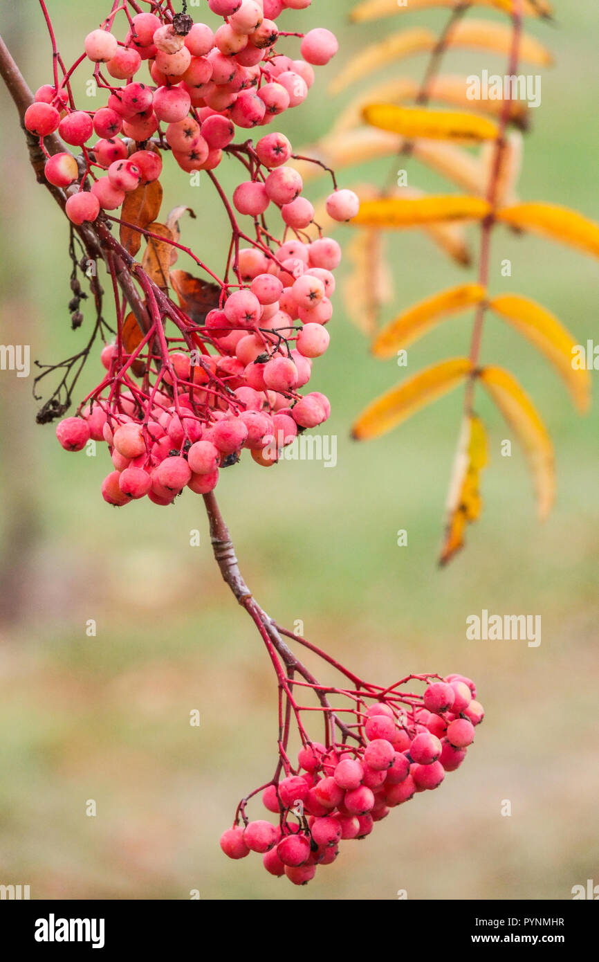 Montagna Ash Sorbus 'Chamois incandescente rosa', frutti di bosco autunno Foto Stock