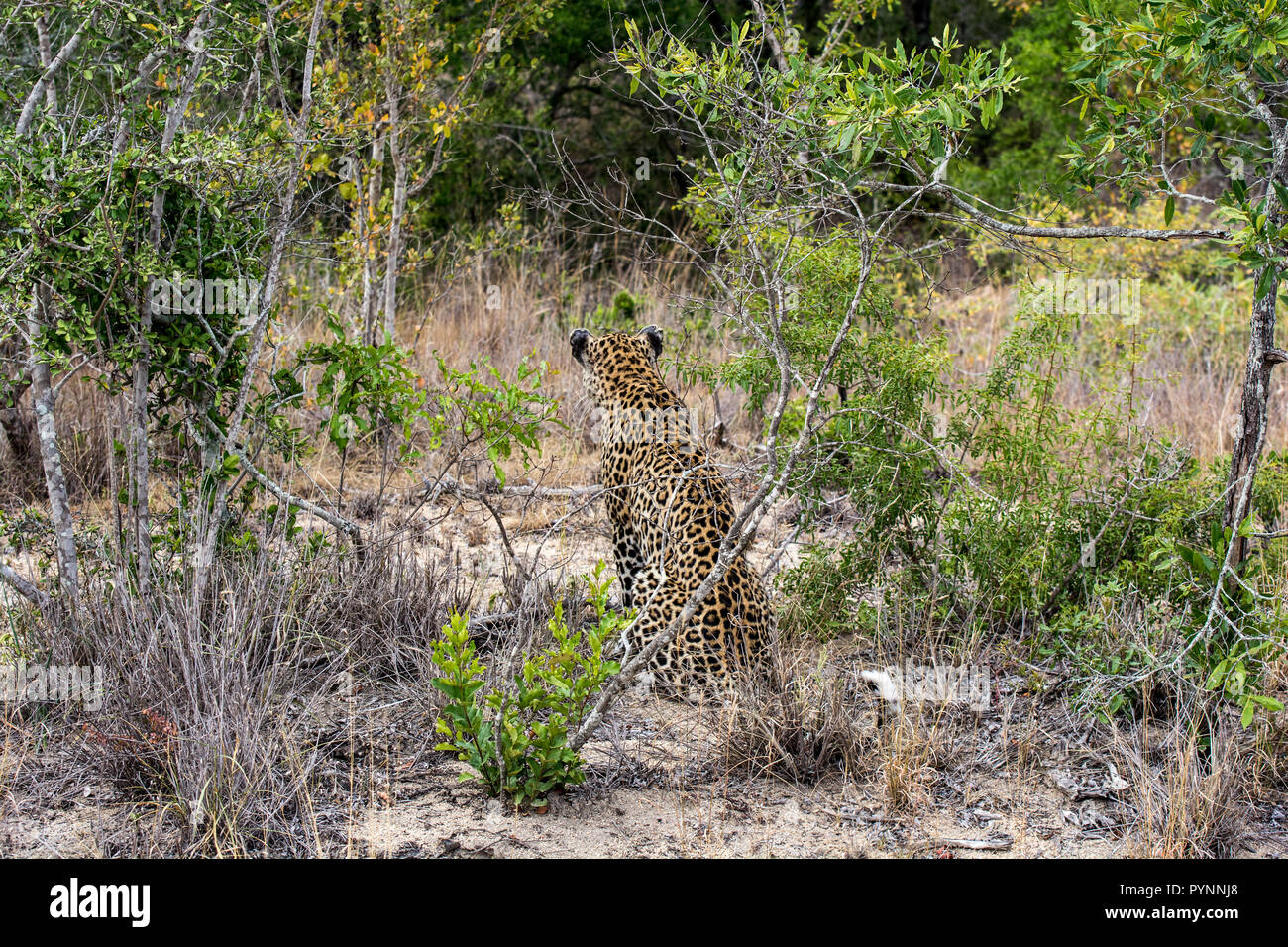 Leopard femmina (Panthera pardus) seduta nella bussola nella Sabi Sands, maggiore Kruger, Sud Africa Foto Stock