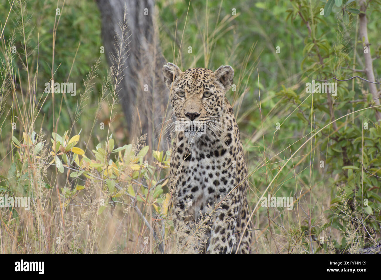 Leopard femmina (Panthera pardus) seduta nella bussola nella Sabi Sands, maggiore Kruger, Sud Africa Foto Stock