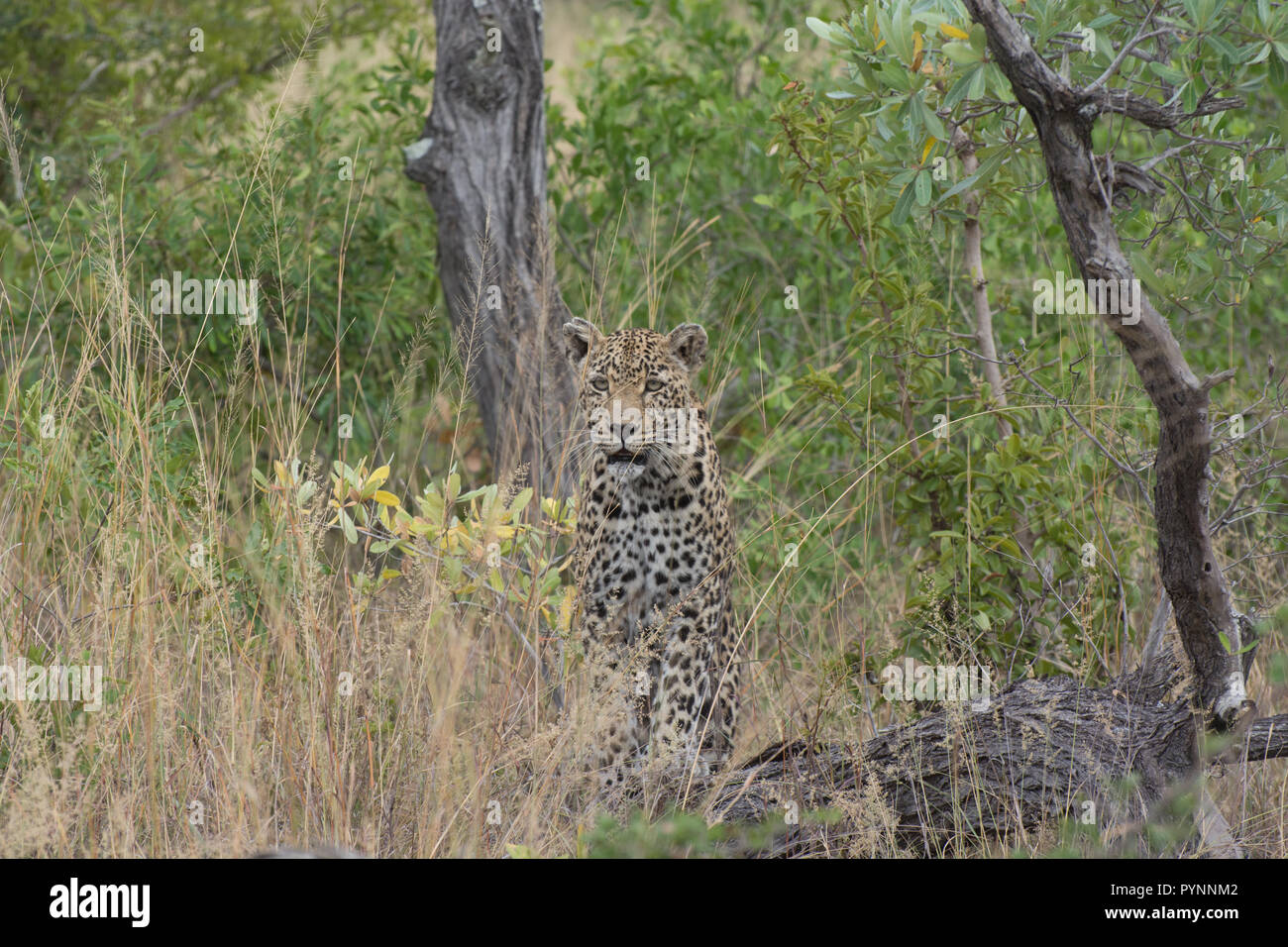 Leopard femmina (Panthera pardus) seduta nella bussola nella Sabi Sands, maggiore Kruger, Sud Africa Foto Stock