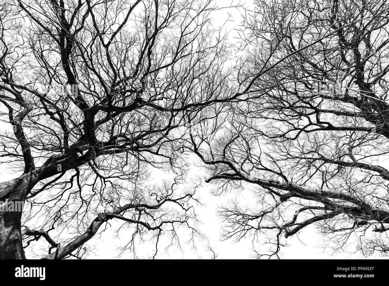 Bianco e nero silhouette ad albero in inverno Foto Stock