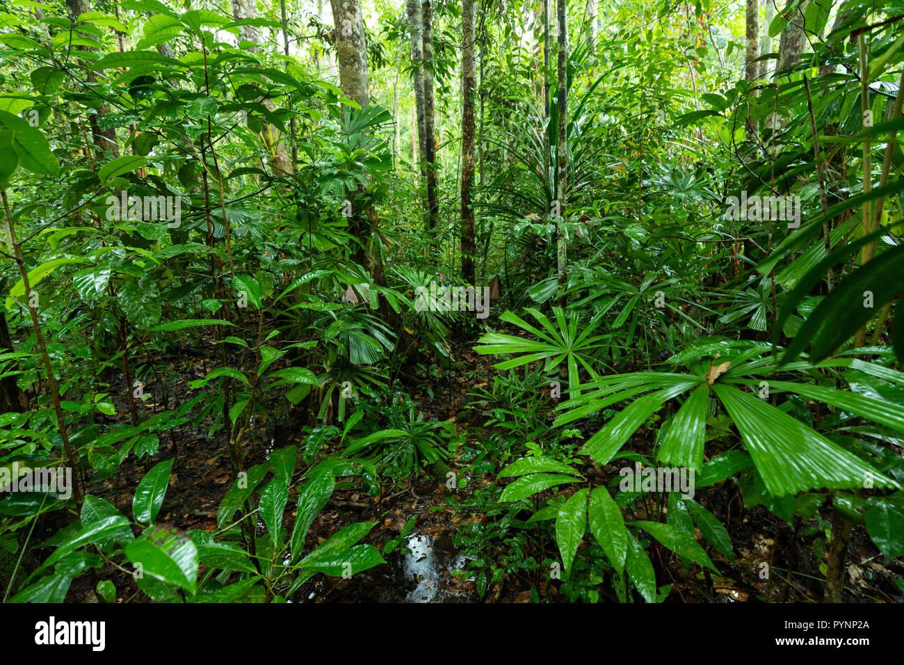 Sottobosco lussureggiante giungla vegetazione in una foresta pluviale vergine delle isole Aru, Papua, Indonesia Foto Stock