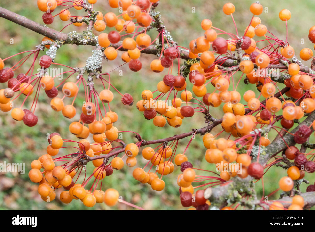 Granchio, Malus sieboldii var. Arborescens bacche di arancia Foto Stock
