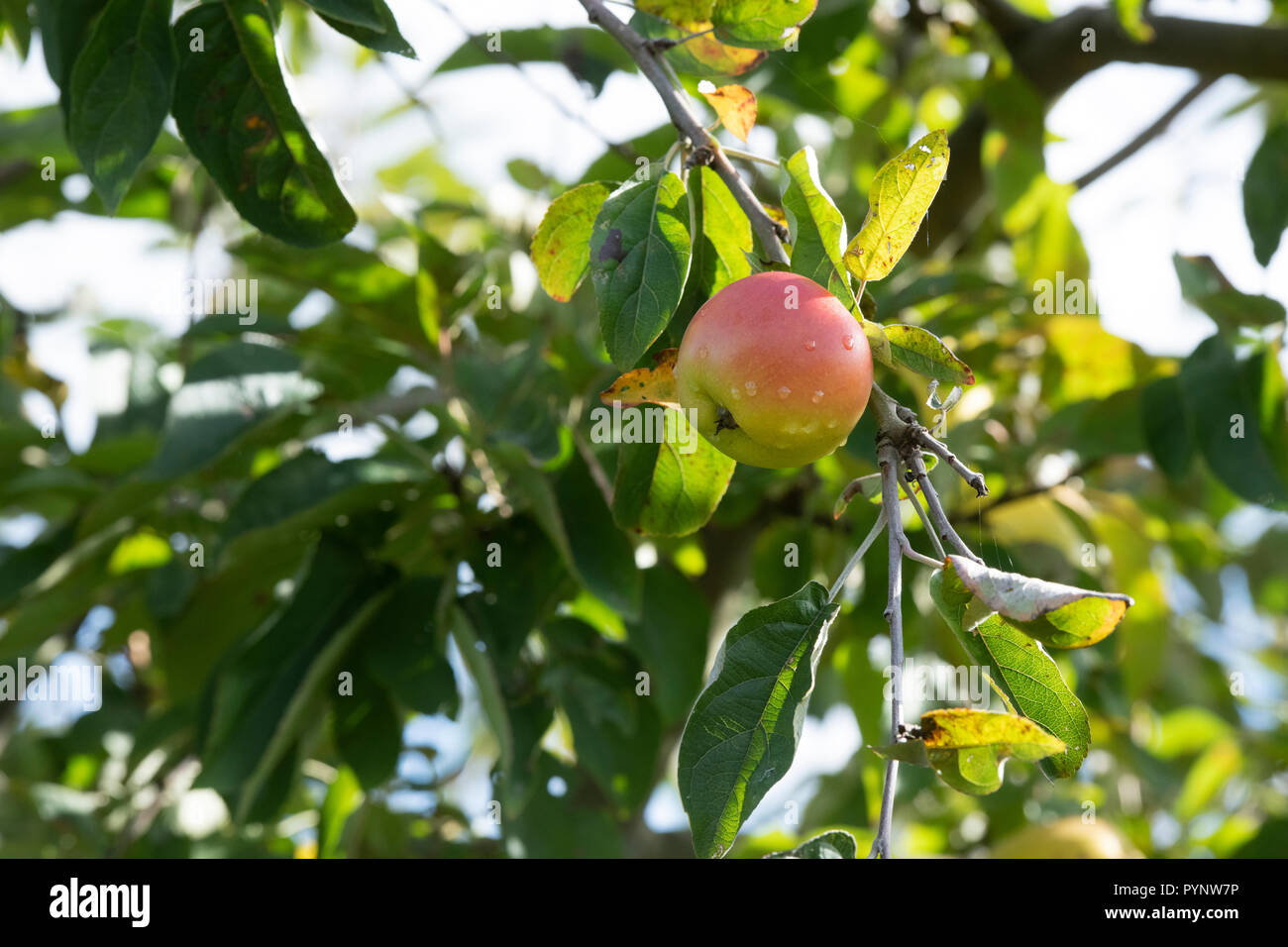 Malus domestica. Old english pearmain sull'albero. Regno Unito Foto Stock