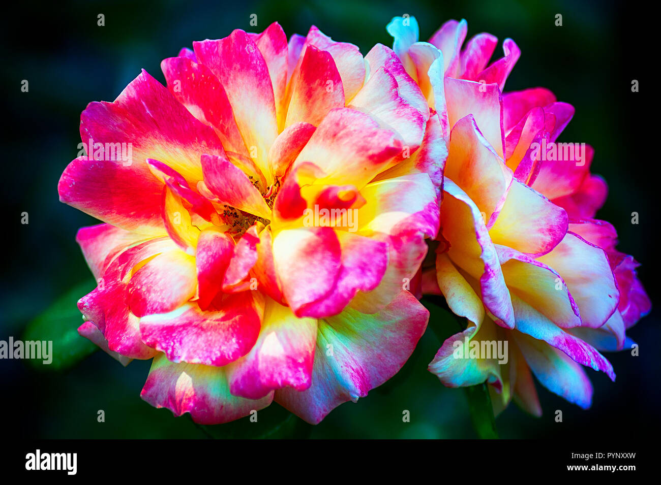 Doppia testa di rose di colore rosa e bianco. Foto Stock