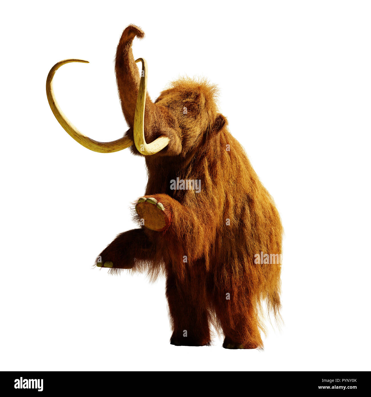 Mammut lanosi in piedi su due gambe, estinto animale preistorico isolato con ombra su sfondo bianco (3d rendering) Foto Stock