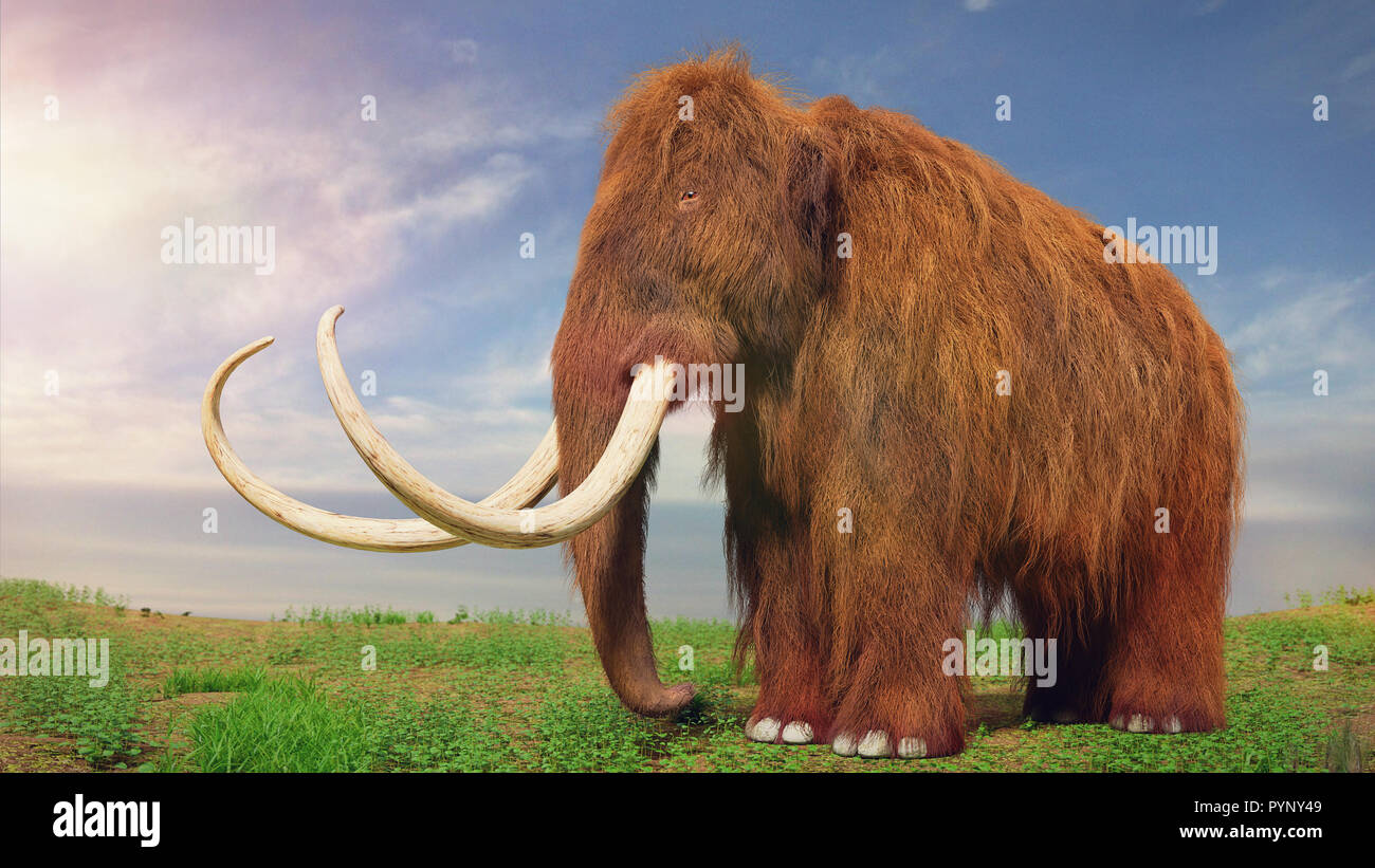 Mammut lanosi, animale preistorico nella tundra del paesaggio (3d'illustrazione) Foto Stock