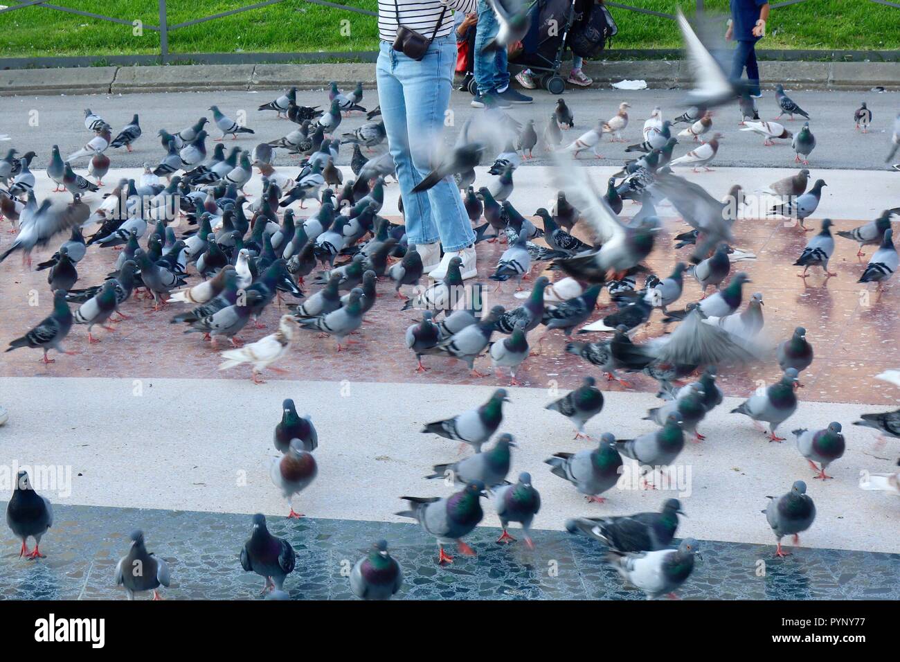 Pigeon frenesia a Place de Catalunya, Barcelona, Spagna. Ottobre 2018. Foto Stock