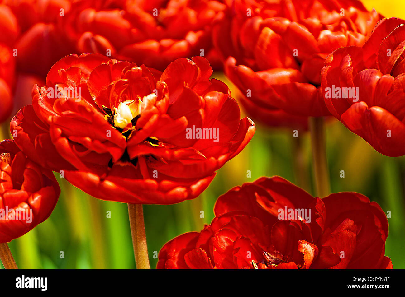 Rosso tulipani doppia che cresce in un campo Foto Stock