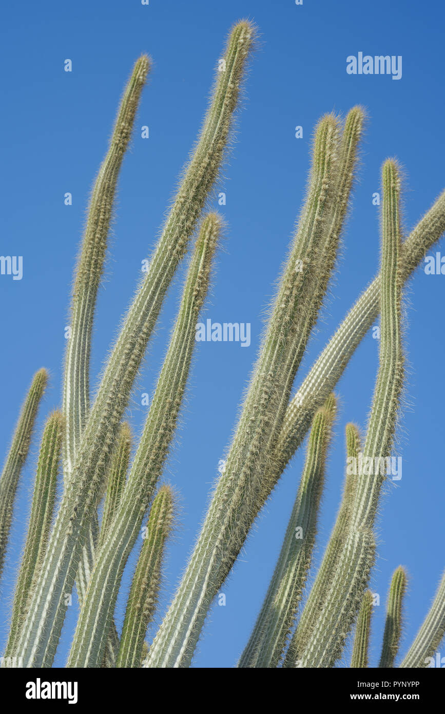 Cactus Pachycereus su sfondo blu cielo Foto Stock