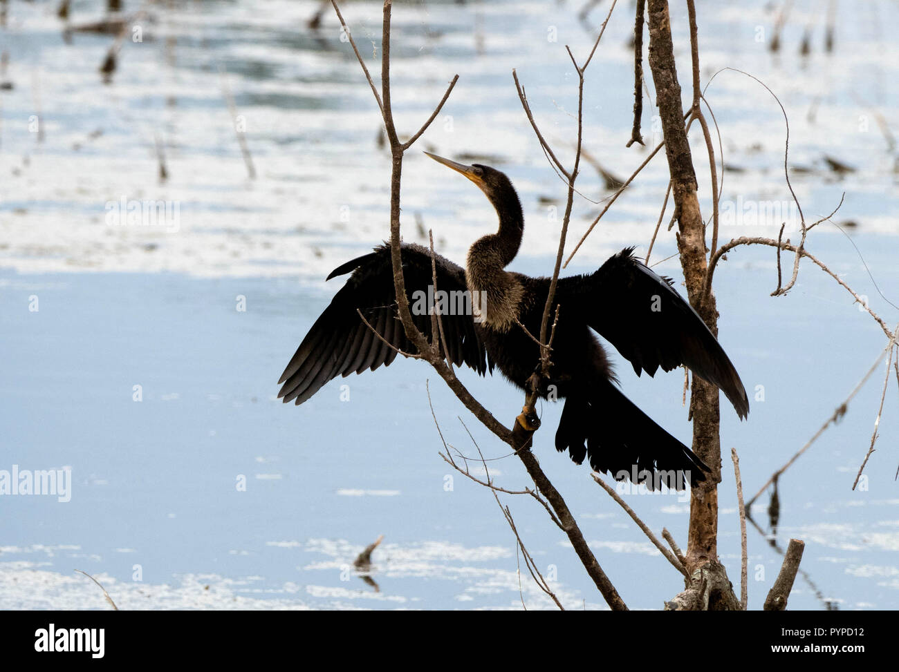 Anhinga nella caratteristica di asciugatura piuma pongono al Savannah National Wildlife Refuge in Carolina del Sud NEGLI STATI UNITI Foto Stock