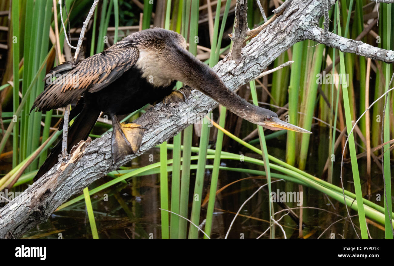 Anhinga alla ricerca di pesce da un albero caduto a Savannah National Wildlife Refuge in Carolina del Sud NEGLI STATI UNITI Foto Stock