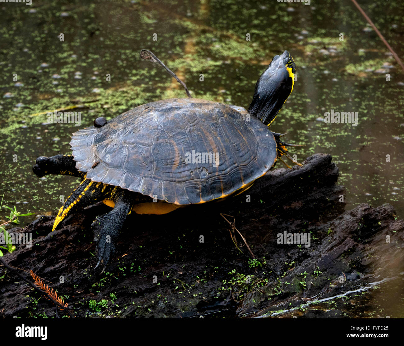 A becco giallo slider turtle in appoggio su un log al Savannah National Wildlife Refuge in Carolina del Sud NEGLI STATI UNITI Foto Stock
