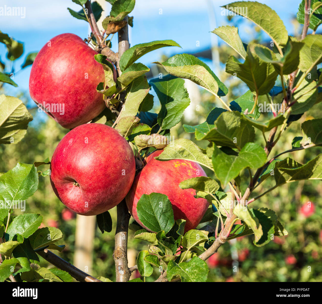 Mature Pink Lady mele varietà su un albero di mele in Alto Adige in Italia. Tempo del raccolto Foto Stock