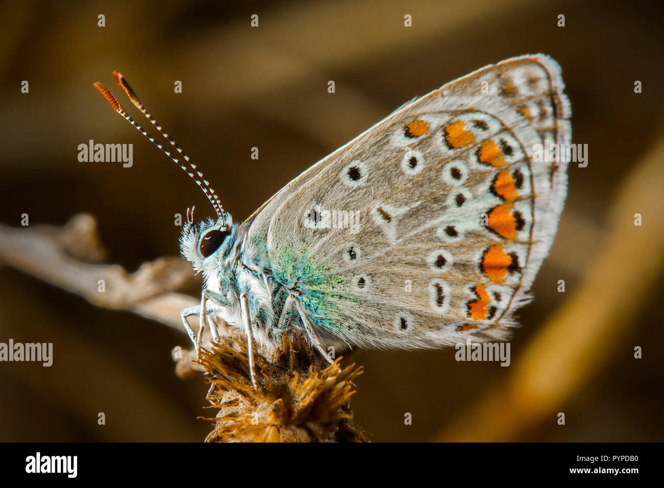 Insetto fotografia macro Foto Stock
