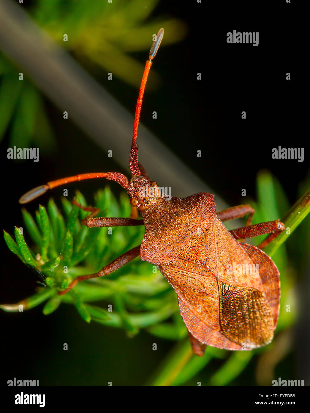 Insetto fotografia macro Foto Stock