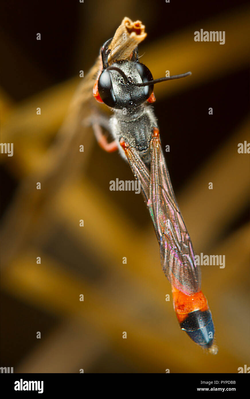 Insetto fotografia macro Foto Stock