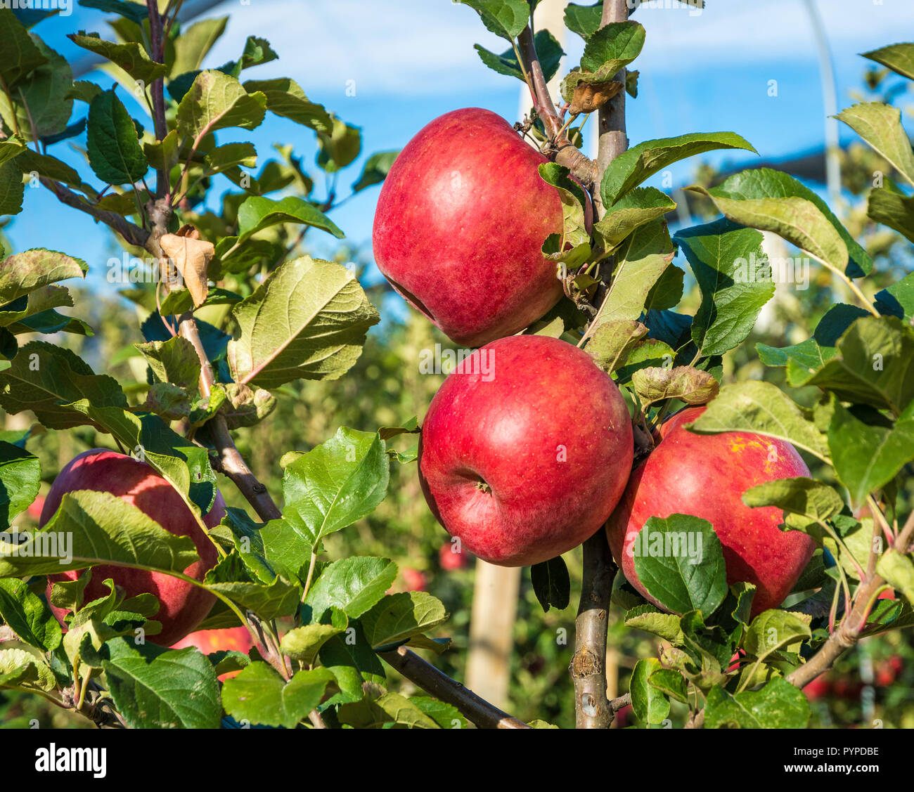 Mature Pink Lady mele varietà su un albero di mele in Alto Adige in Italia. Tempo del raccolto Foto Stock