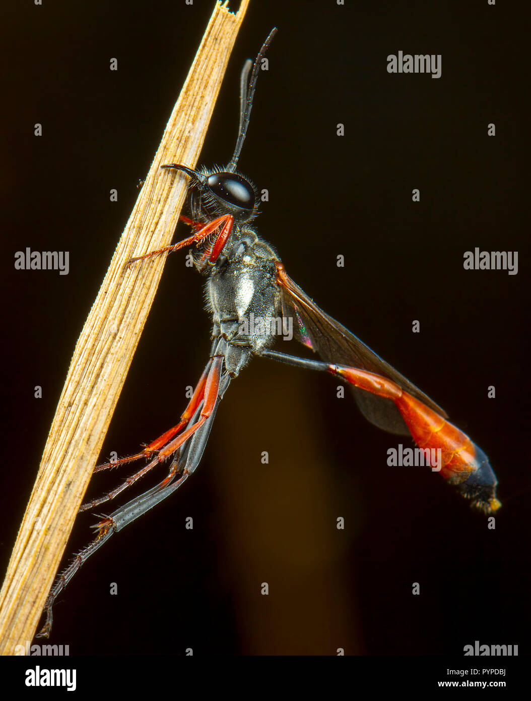 Insetto fotografia macro Foto Stock