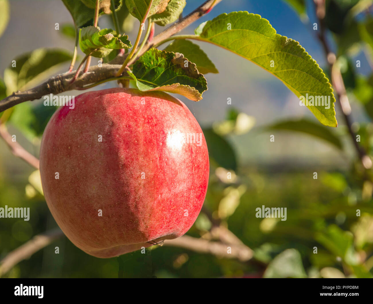 Mature Pink Lady apple varietà su un albero di mele in Alto Adige in Italia. Tempo del raccolto Foto Stock