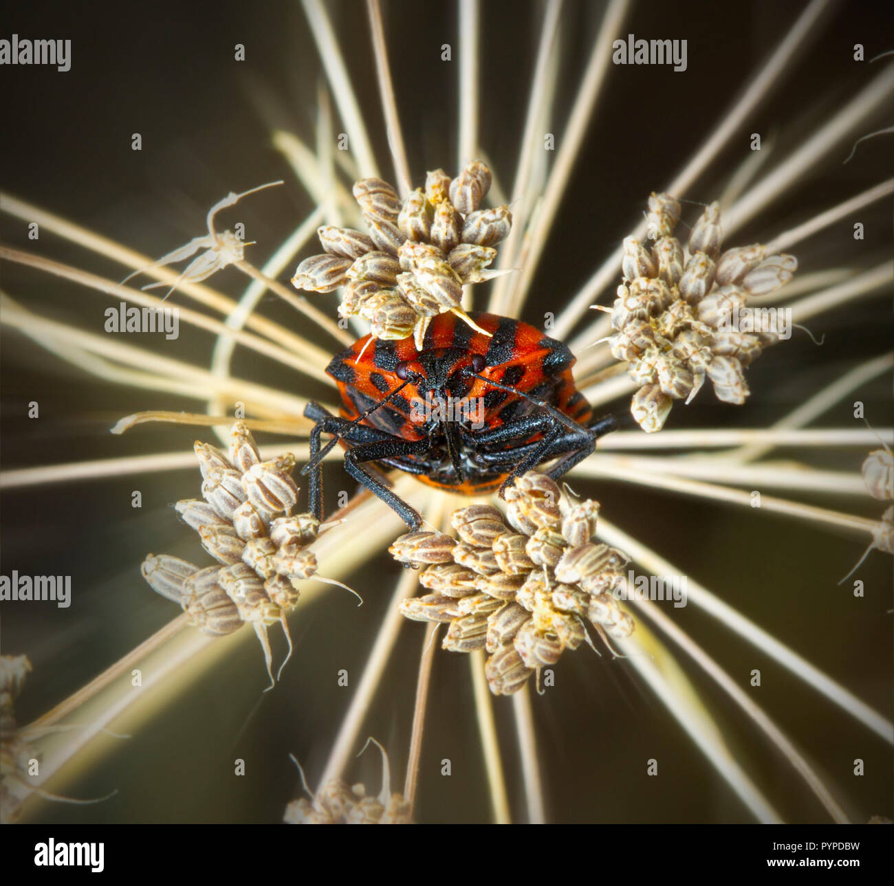 Insetto fotografia macro Foto Stock
