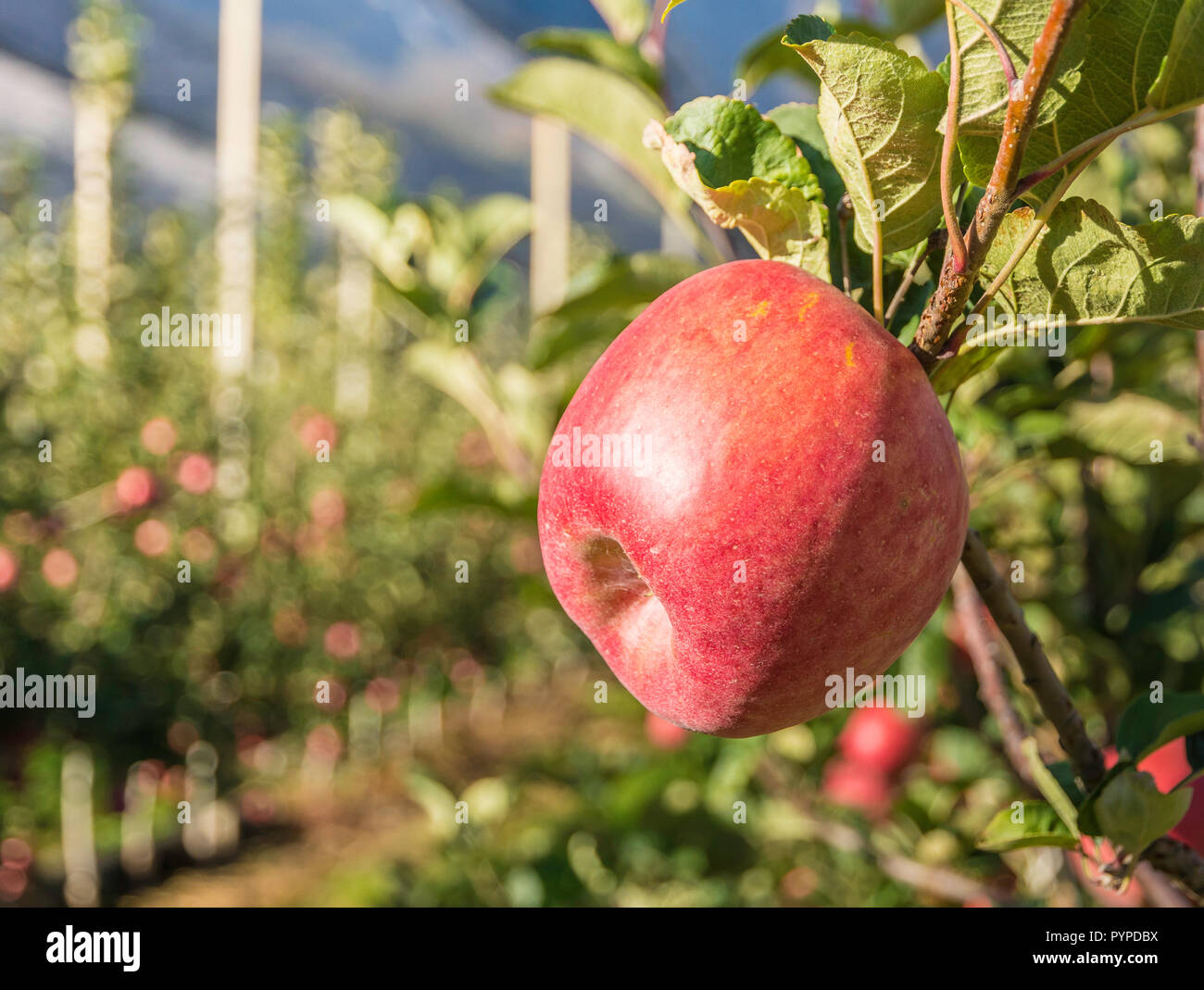 Mature Pink Lady apple varietà su un albero di mele in Alto Adige in Italia. Tempo del raccolto Foto Stock