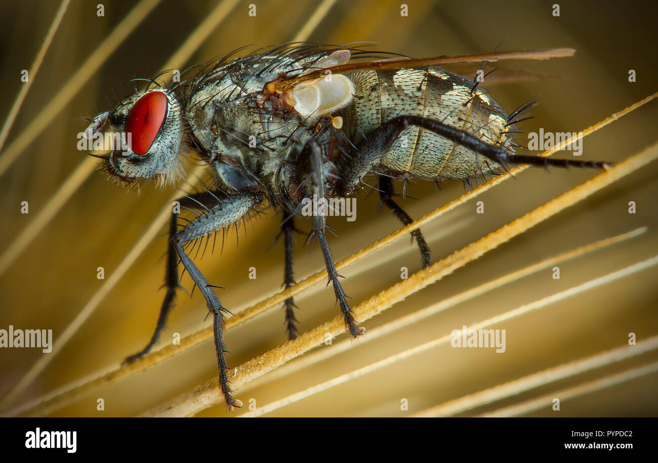 Insetto fotografia macro Foto Stock