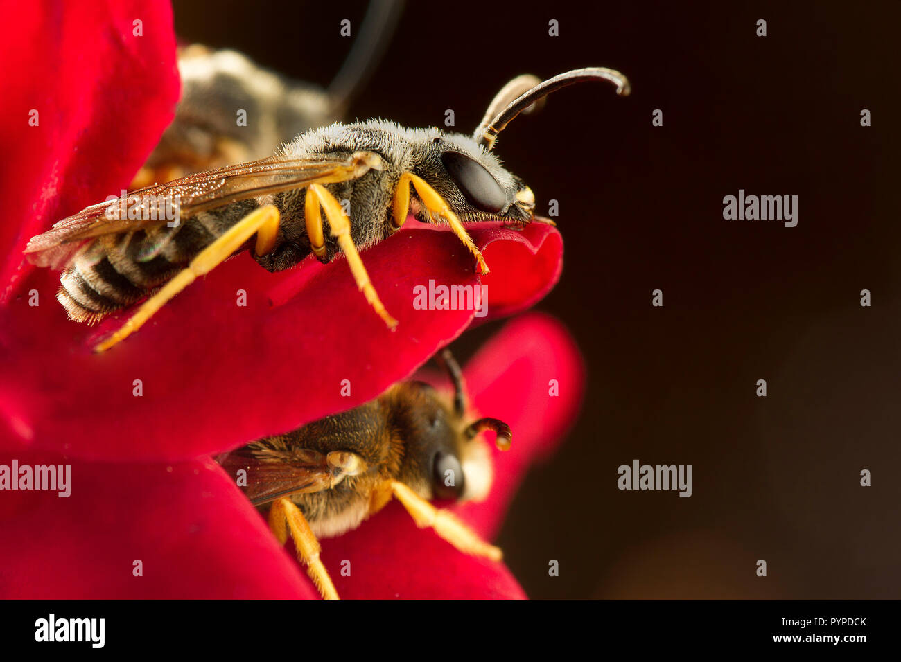 Insetto fotografia macro Foto Stock