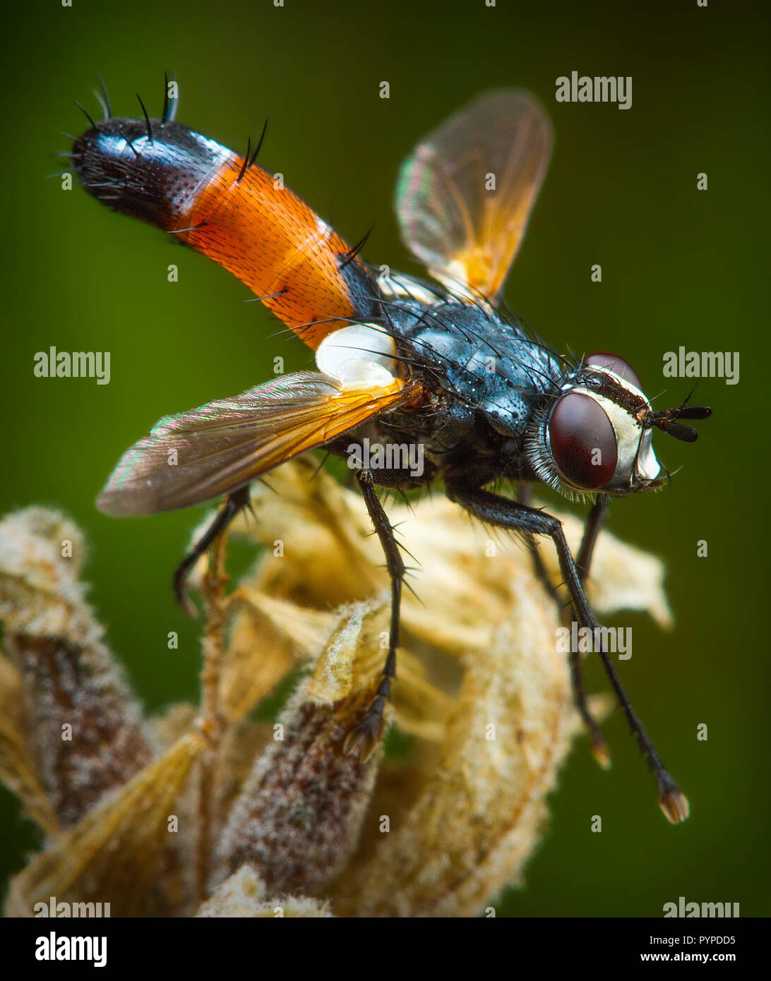 Insetto fotografia macro Foto Stock