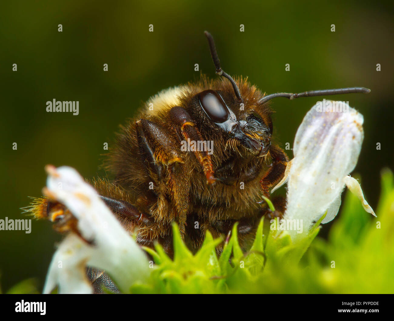 Insetto fotografia macro Foto Stock
