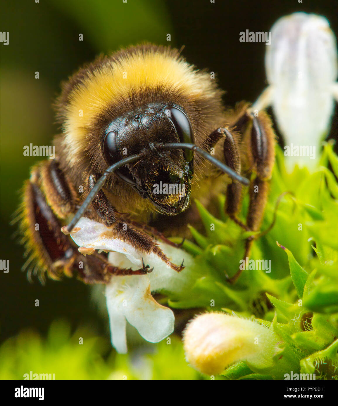 Insetto fotografia macro Foto Stock