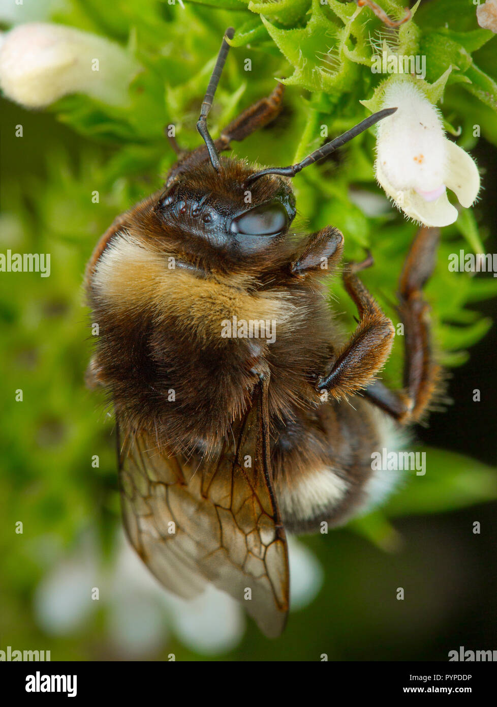 Insetto fotografia macro Foto Stock