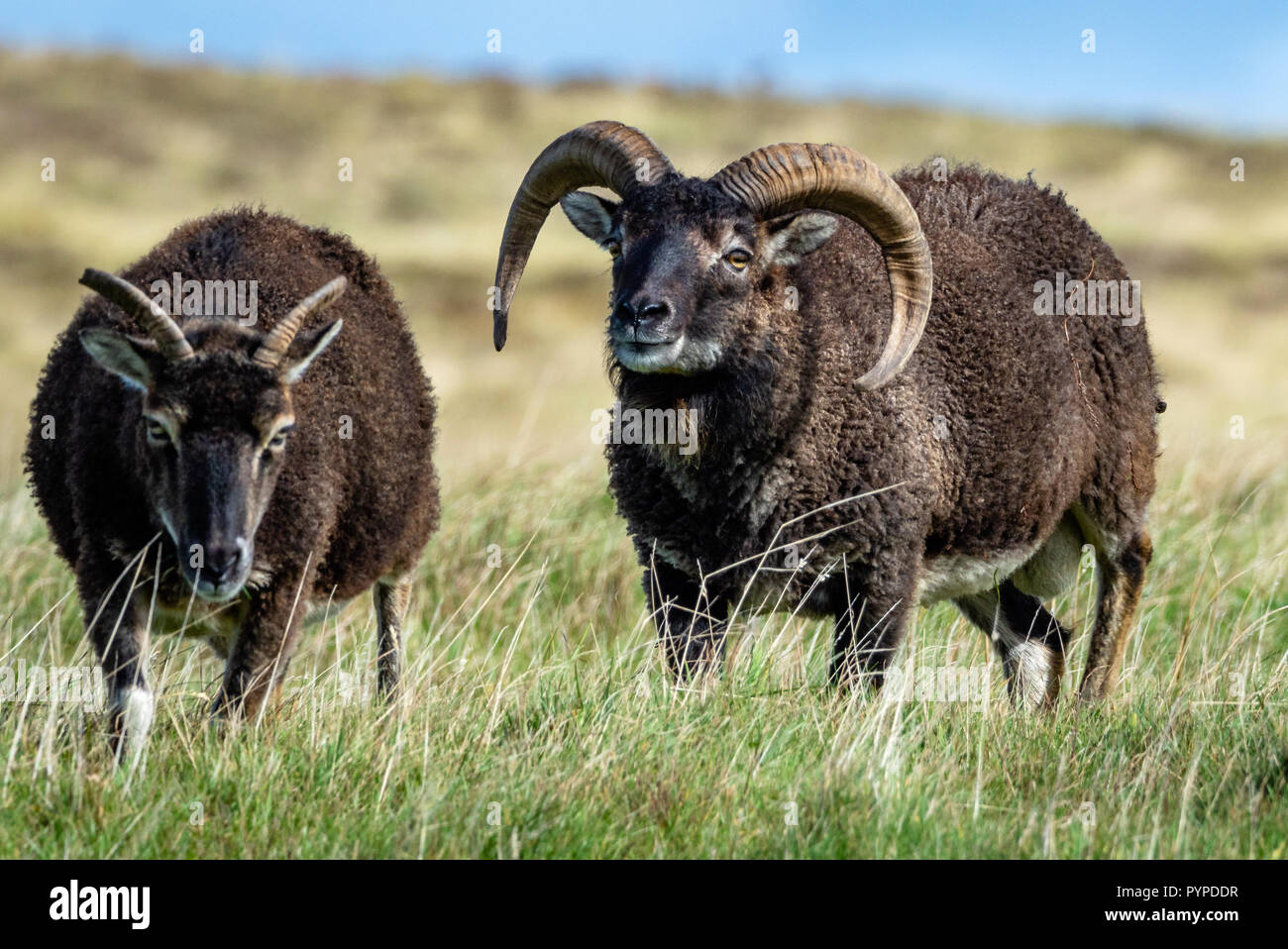 Pecore Soay ram seguenti pecora su Lundy Island al largo della costa del North Devon Foto Stock