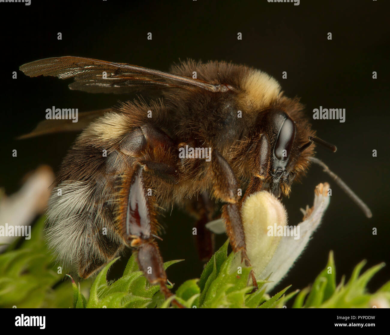 Insetto fotografia macro Foto Stock