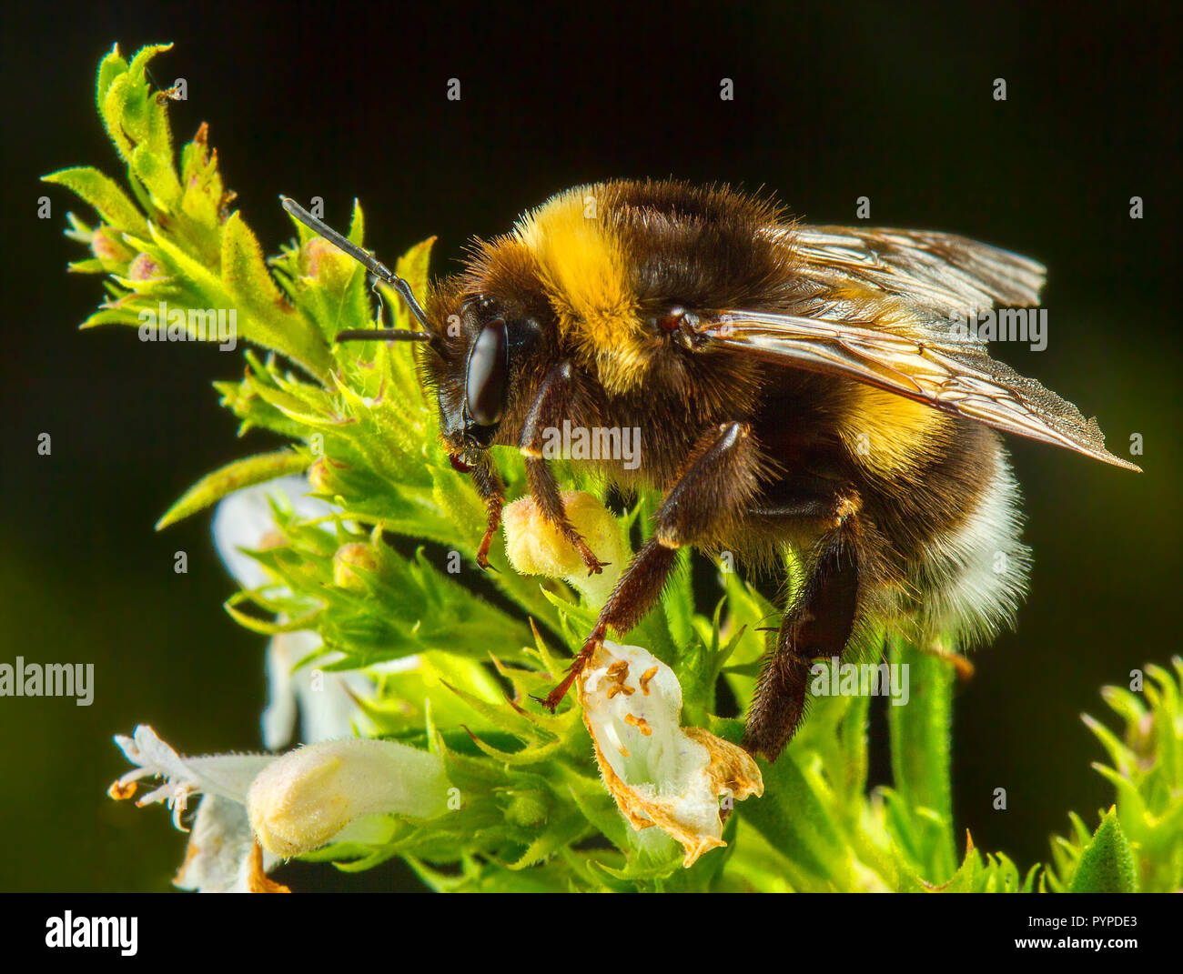 Insetto fotografia macro Foto Stock