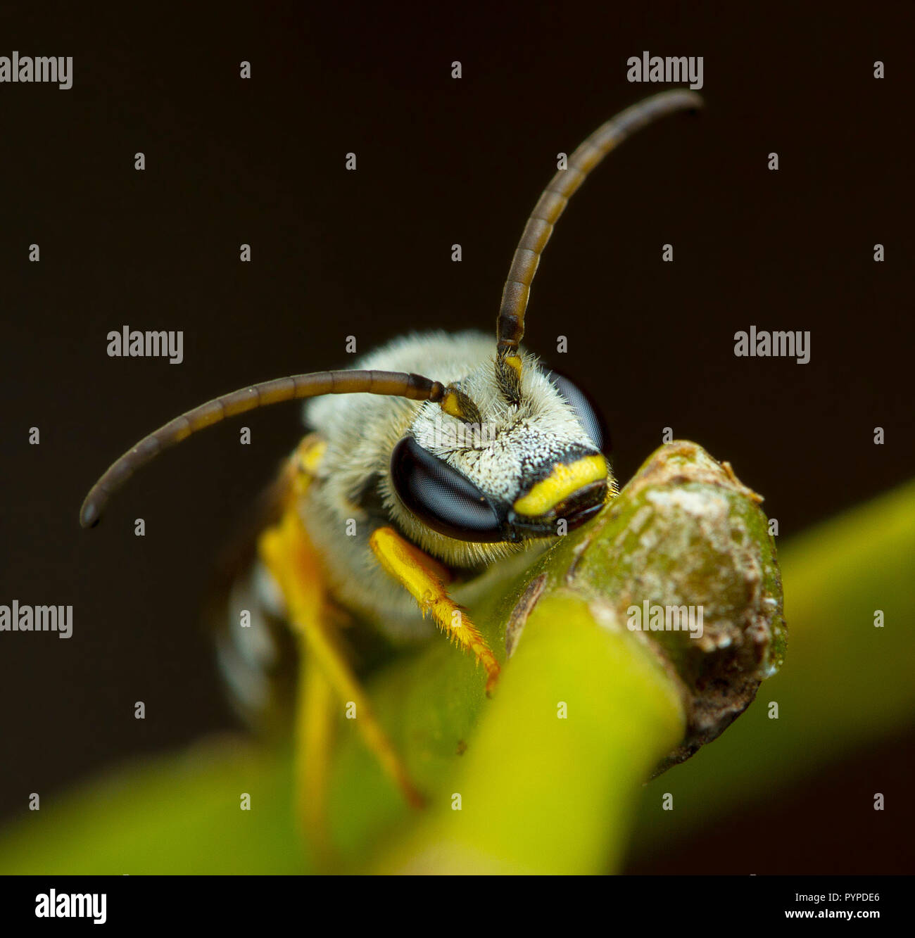 Insetto fotografia macro Foto Stock