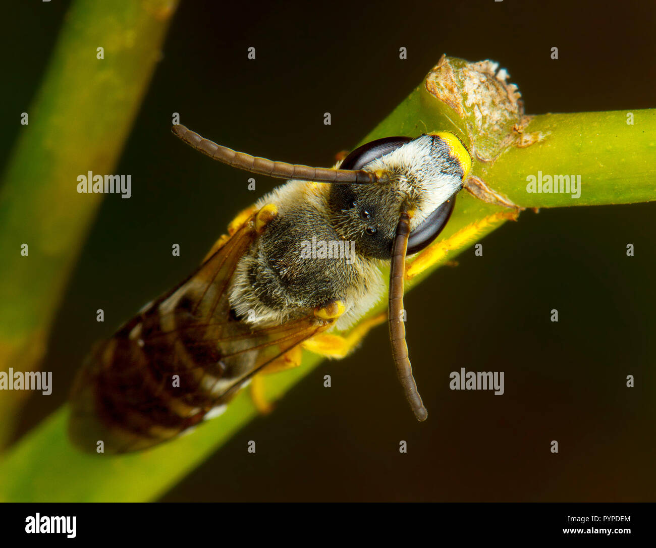 Insetto fotografia macro Foto Stock