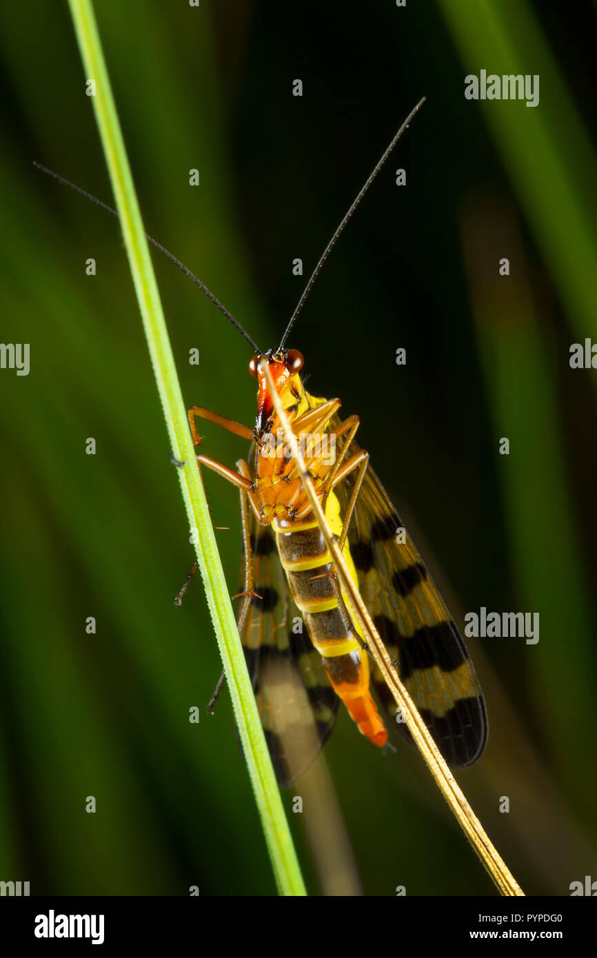 Insetto fotografia macro Foto Stock