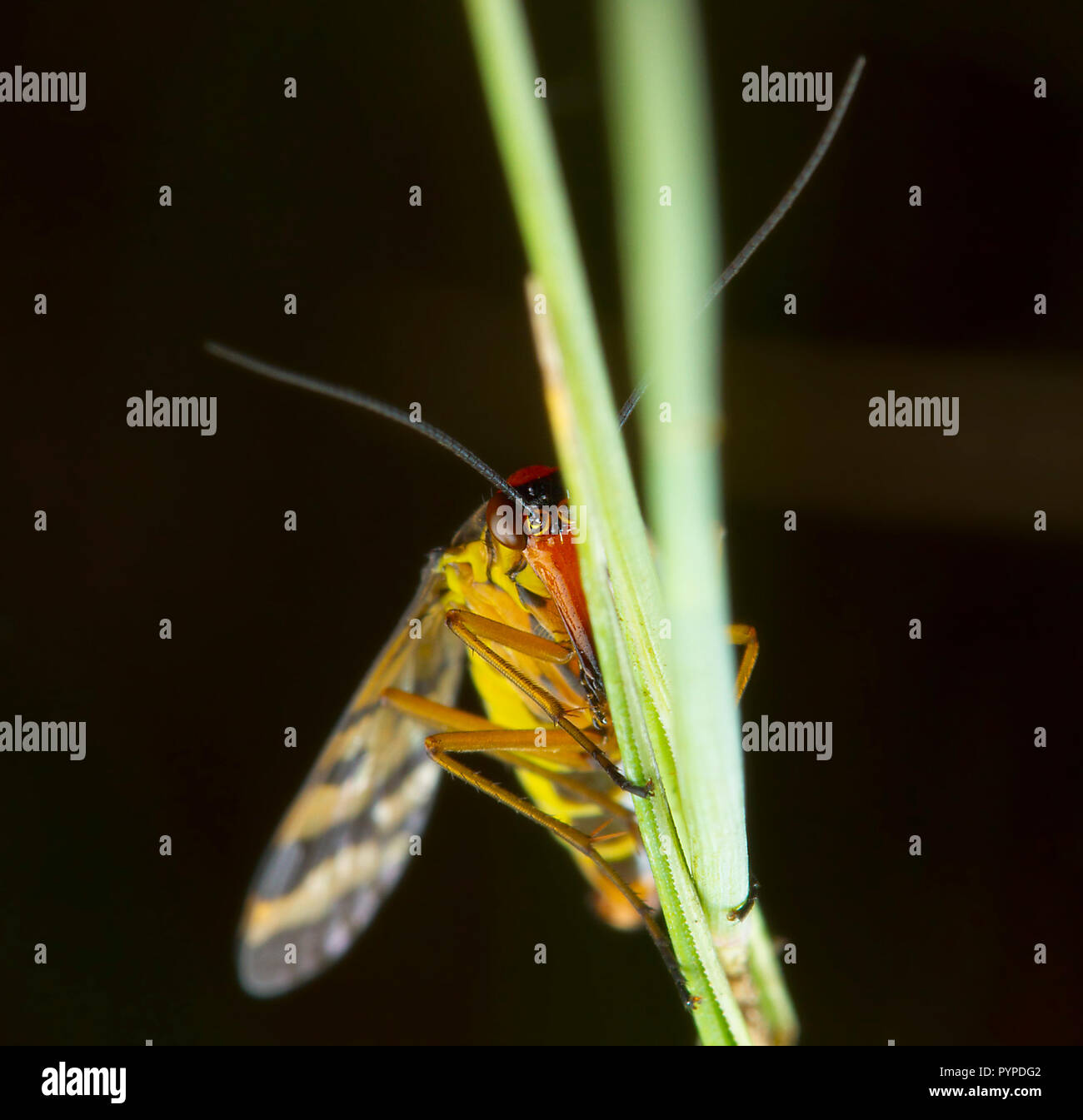 Insetto fotografia macro Foto Stock