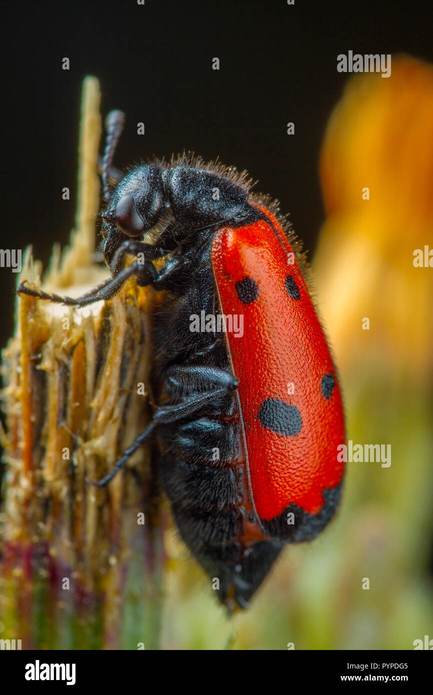 Insetto fotografia macro Foto Stock
