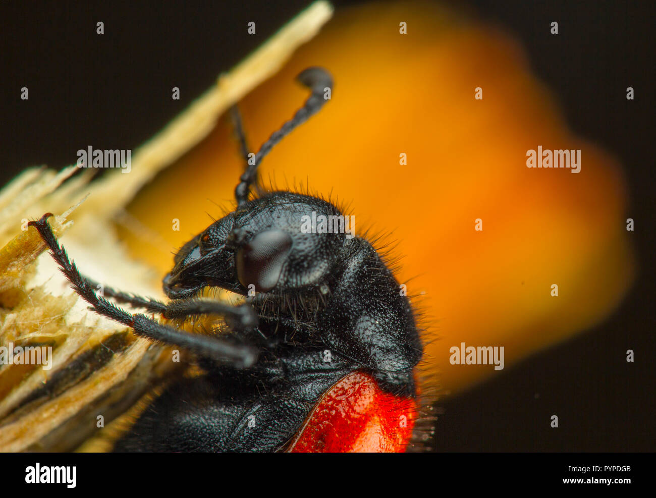 Insetto fotografia macro Foto Stock