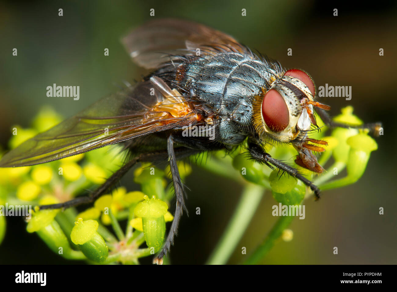 Insetto fotografia macro Foto Stock