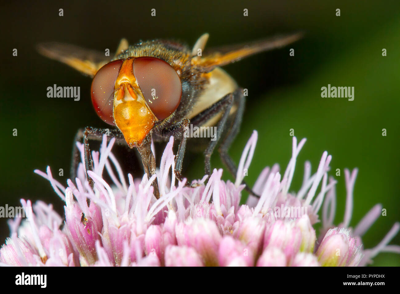Insetto fotografia macro Foto Stock