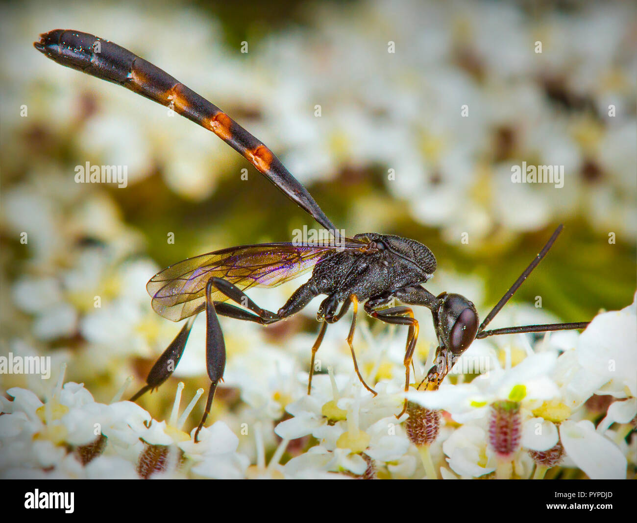 Insetto fotografia macro Foto Stock