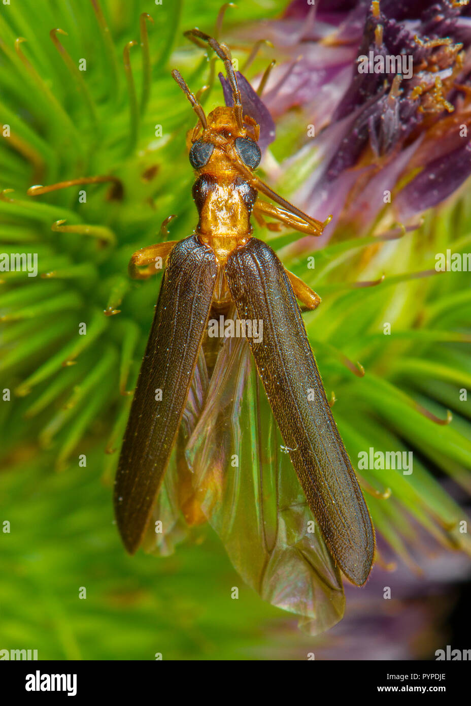 Insetto fotografia macro Foto Stock