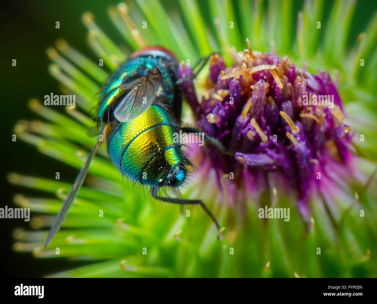 Insetto fotografia macro Foto Stock